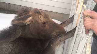 Baby Moose - caught in gate - 2014 02 10