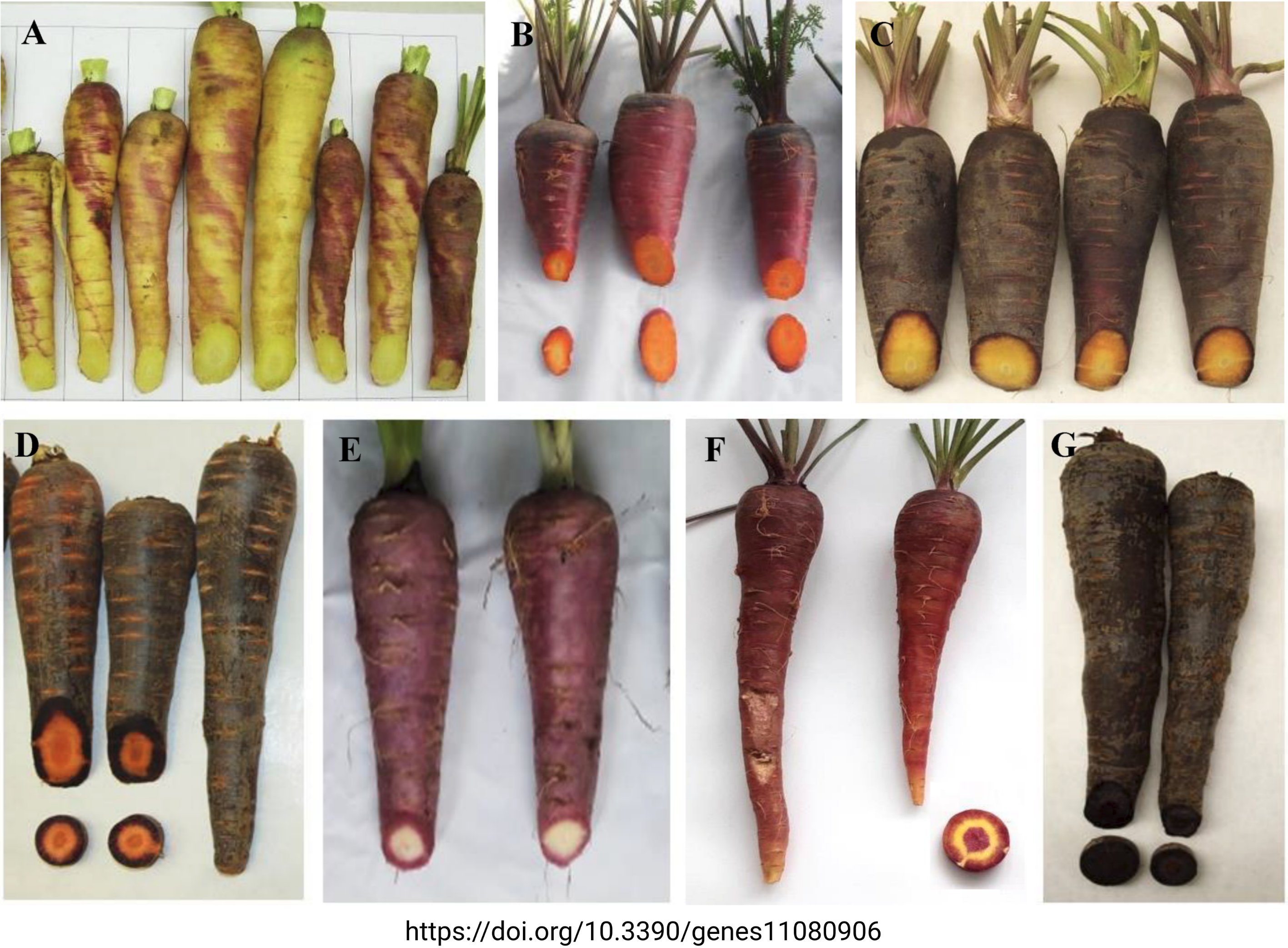 Anthocyanins in carrots (Tweet #47)