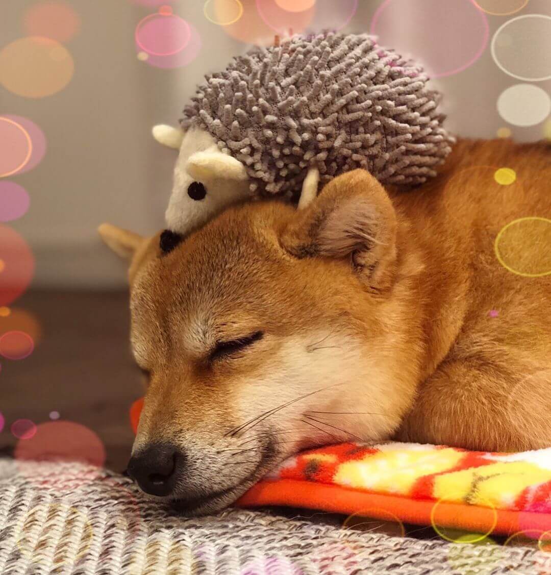 🐕❤️🦔