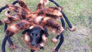 Mutant Giant Spider Dog  SA Wardega 