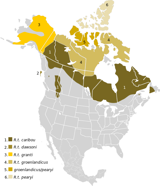 Rangifer tarandus Map NA