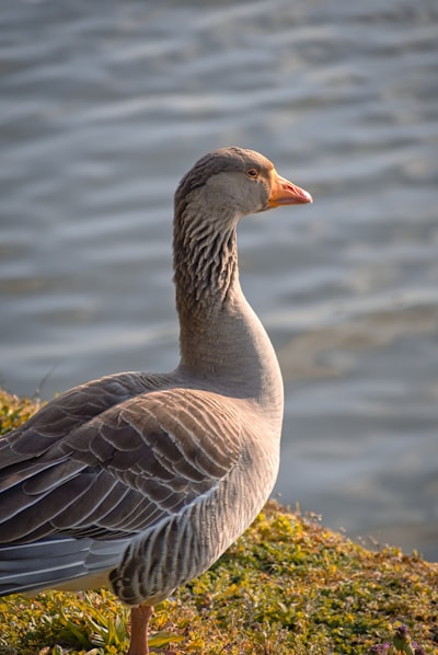 goose image