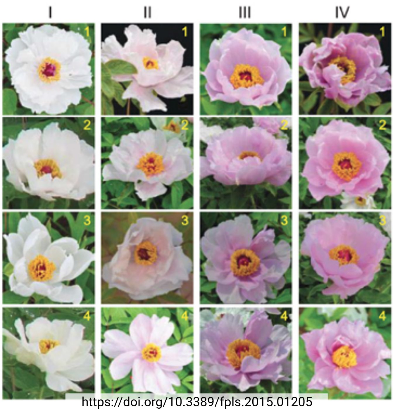 Anthocyanin regulation in _Paeonia ostii_ (Tweet #61)