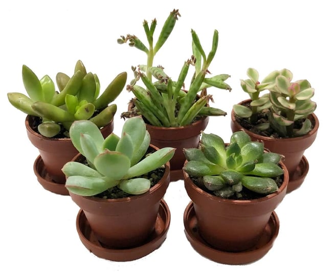 mini-succulent-collection-fairy-gardens-terrarium-5-plants-1-pots-saucers-1