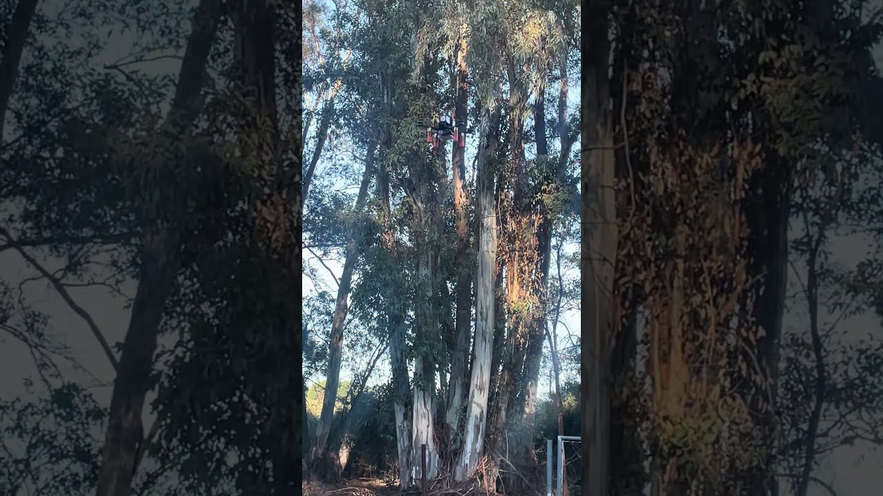 Langostino position hold - click to watch