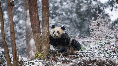 Giant panda at Chengdu Panda Base, China (© Jim Zuckerman/Jaynes Gallery/DanitaDelimont)