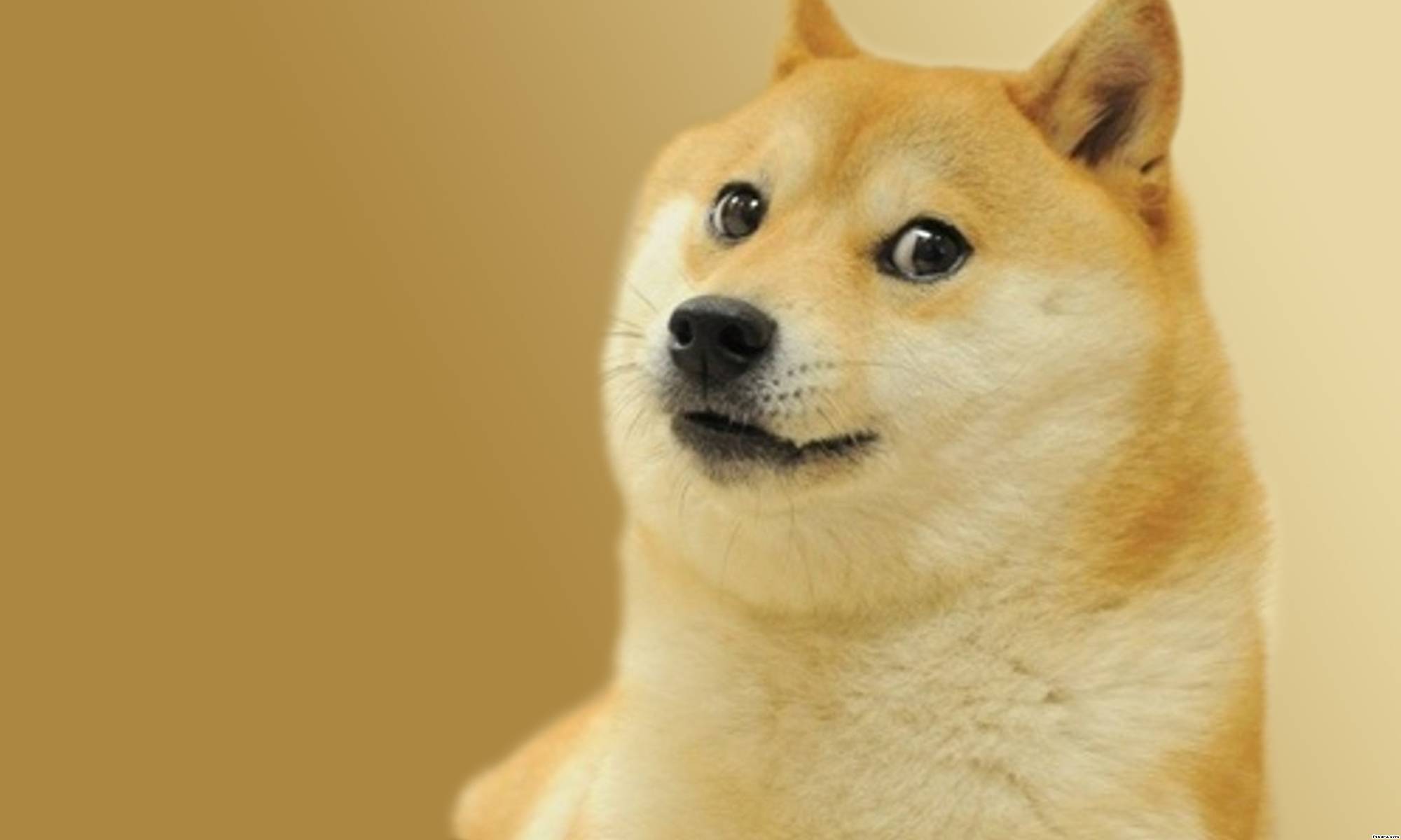 Doge!!!