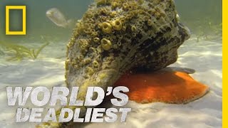 World's Deadliest - Hermit Crab vs. Conch