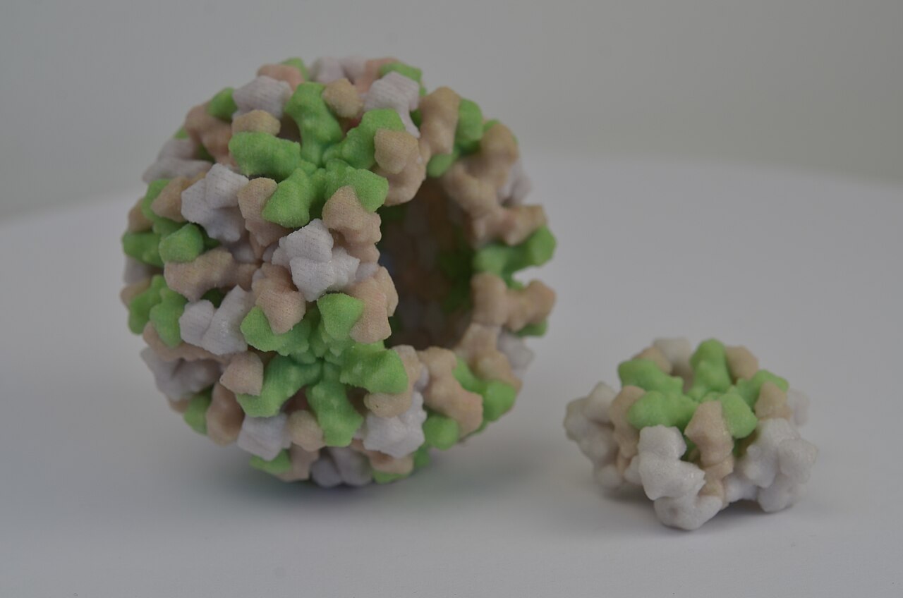 3D-printed structure of Norwalk virus