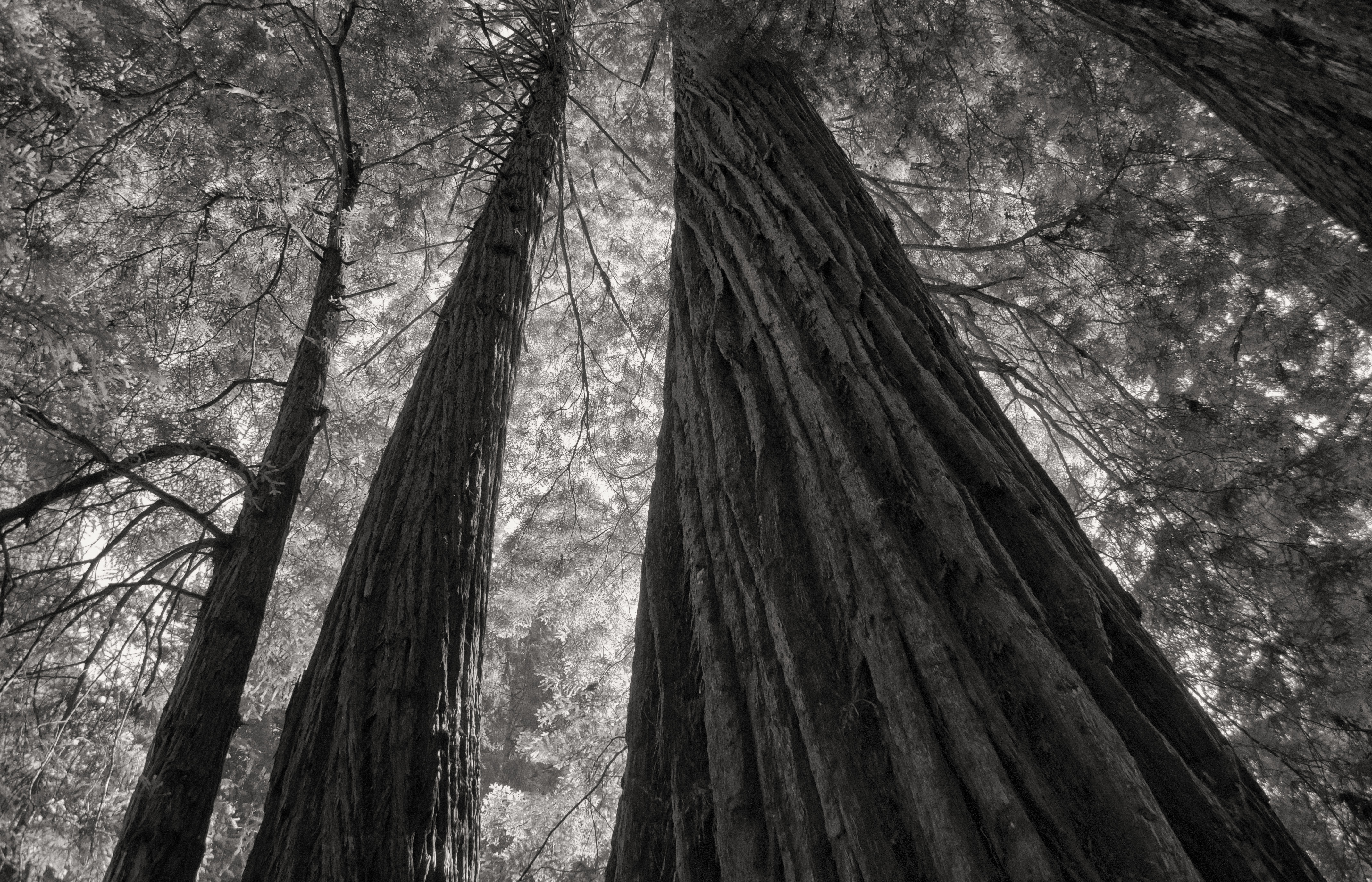 Giants in the Sky, Mary Paul, Redwoods, California