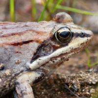 wood frog