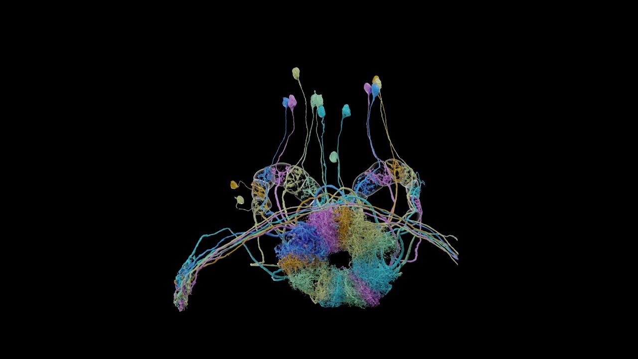 Fly Central Complex Circuitry