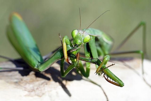 Mantis