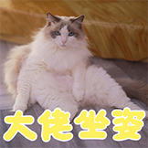 猫不理咖啡-大佬坐姿