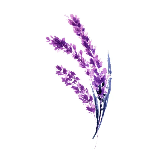 Lavander