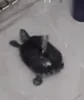 Side To Side Bath GIF via www.reddit.com