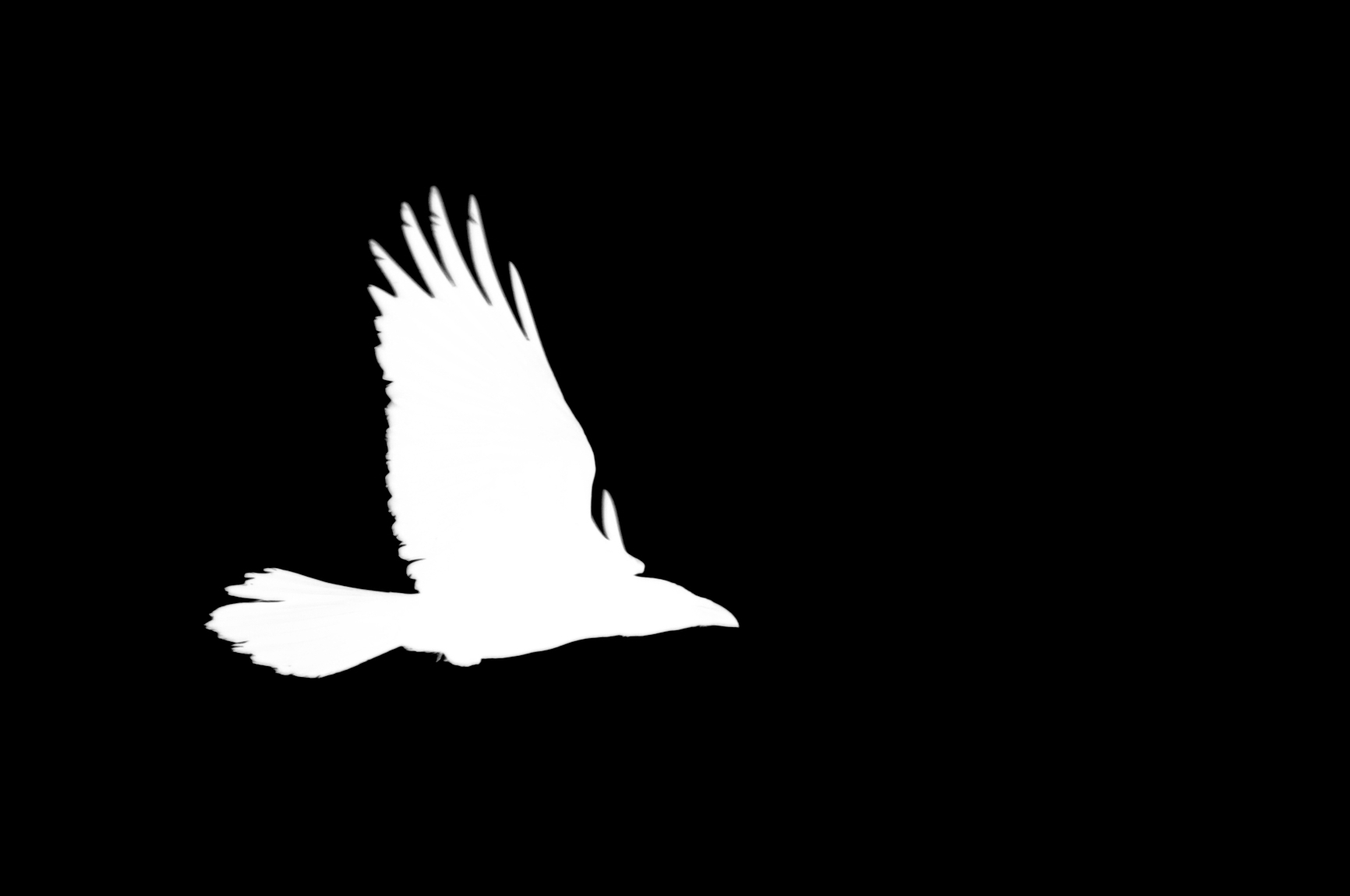 white on black silhouette of a raven