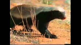 The Crazy Nastyass Honey Badger  original narration by Randall 