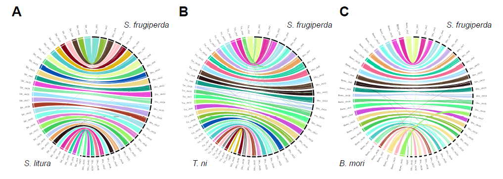 Whole-genome synteny between S. frugiperda and S. litura, T. ni and B. mori