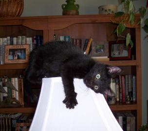 Cat hugs lamp shade