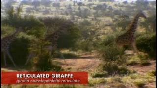 Wildboyz - Giraffe Run