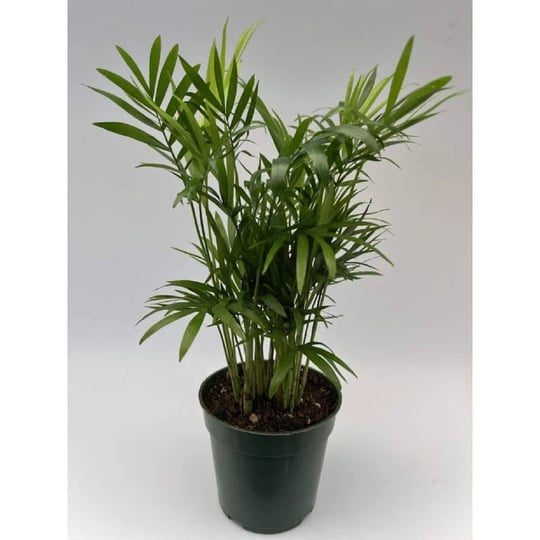 4-in-neanthe-bella-palm-plant-in-grower-pot-1
