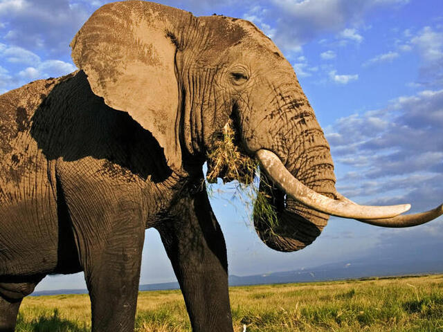 Image of elephant