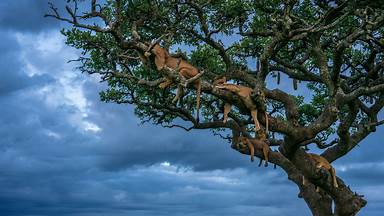 Female lions sleeping, Serengeti National Park, Tanzania (© Cavan Images/Shutterstock)