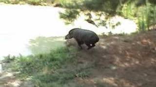 Tapir Diving Into the Water at Full Speed