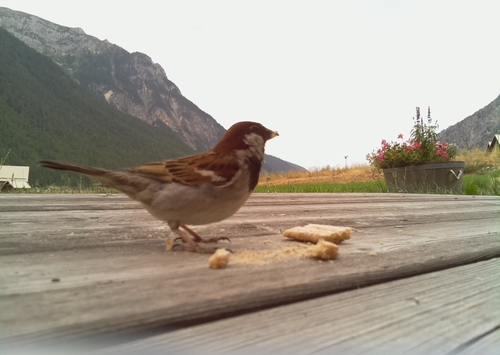 Passer Domesticus