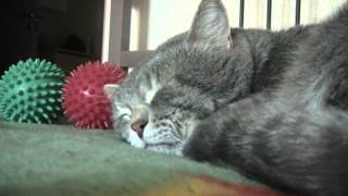 When I cough, my cat quacks