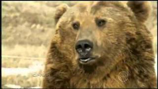 Brutus, the pet grizzly bear