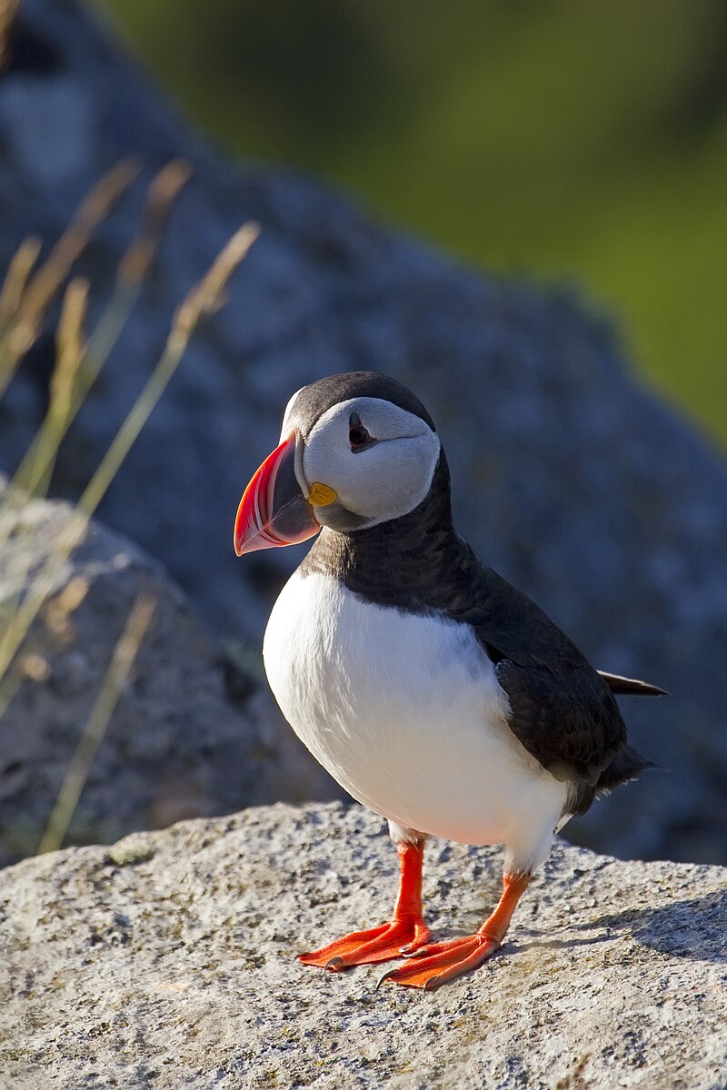 atlanticpuffin