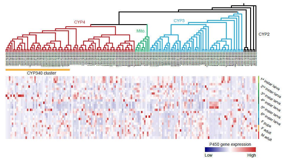 Expression profiles of fall armyworm P450 genes