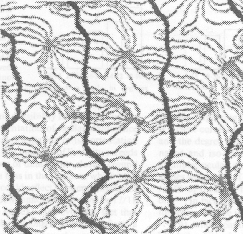 Orientation Columns and Ocular Dominance Columns