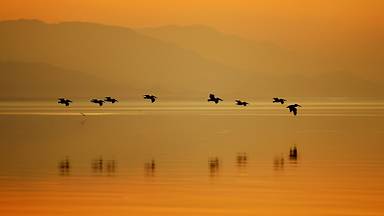 Pelicans at Sonny Bono Salton Sea National Wildlife Refuge, California (© David McNew/Getty Images)