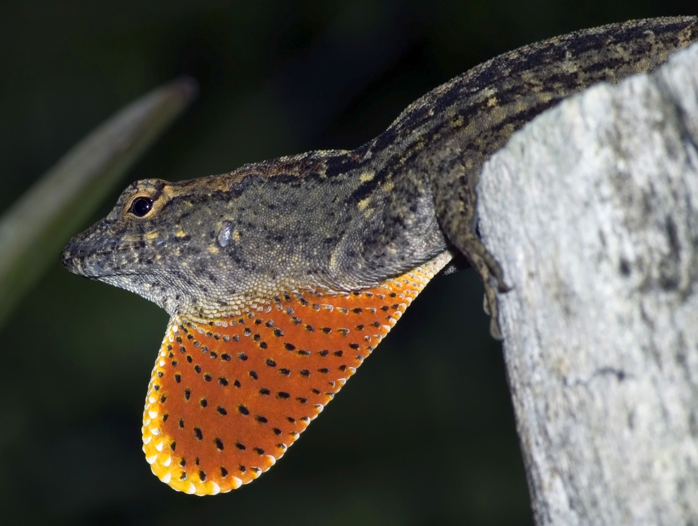 Brown anole