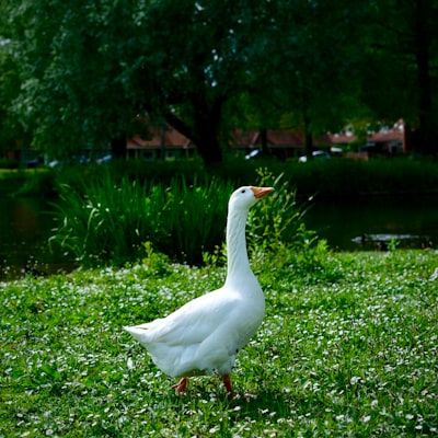 goose image