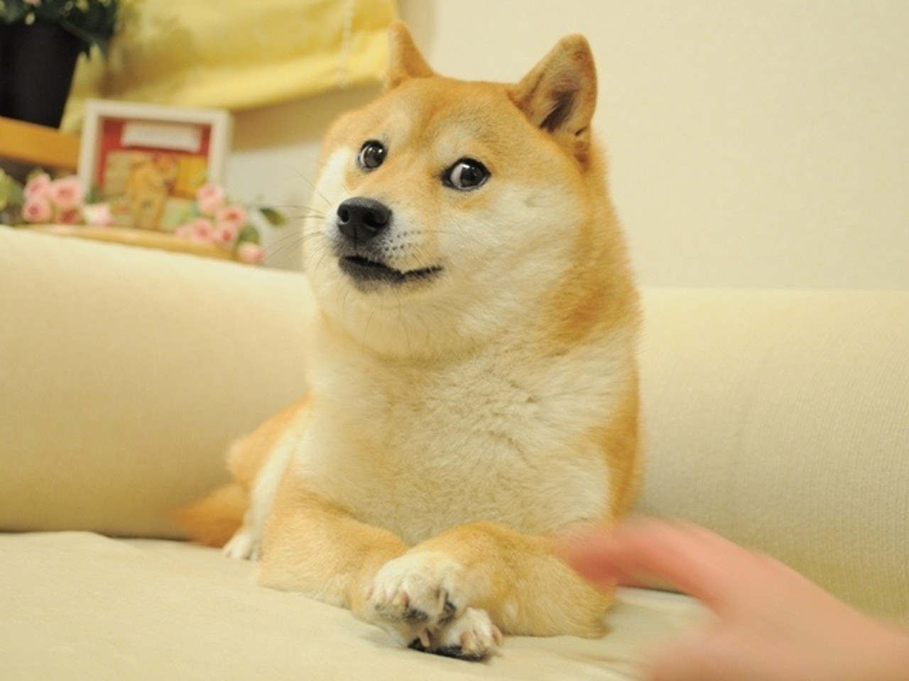 Doge, the shiba inu