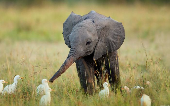 Baby elephant