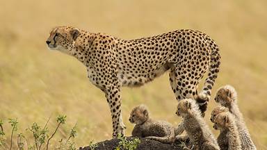 A mother cheetah and her cubs in the Maasai Mara National Reserve, Kenya (© Scott Davis/Tandem Stills + Motion)