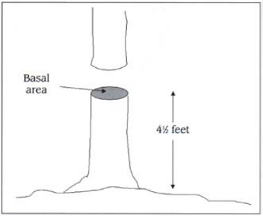 basal area