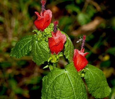 Turk's Cap or Scottish Purse