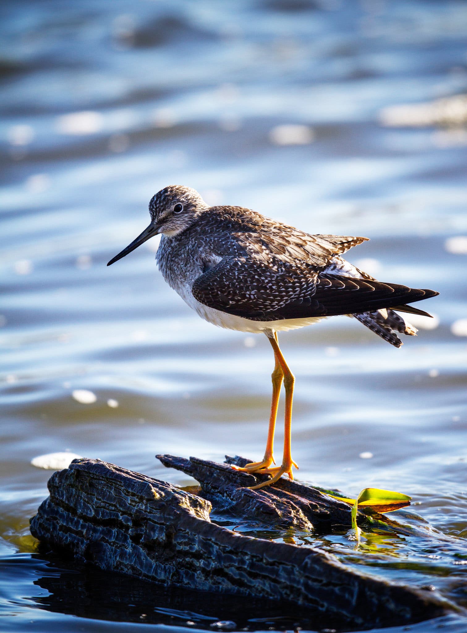 Shorebird, copyright NYT