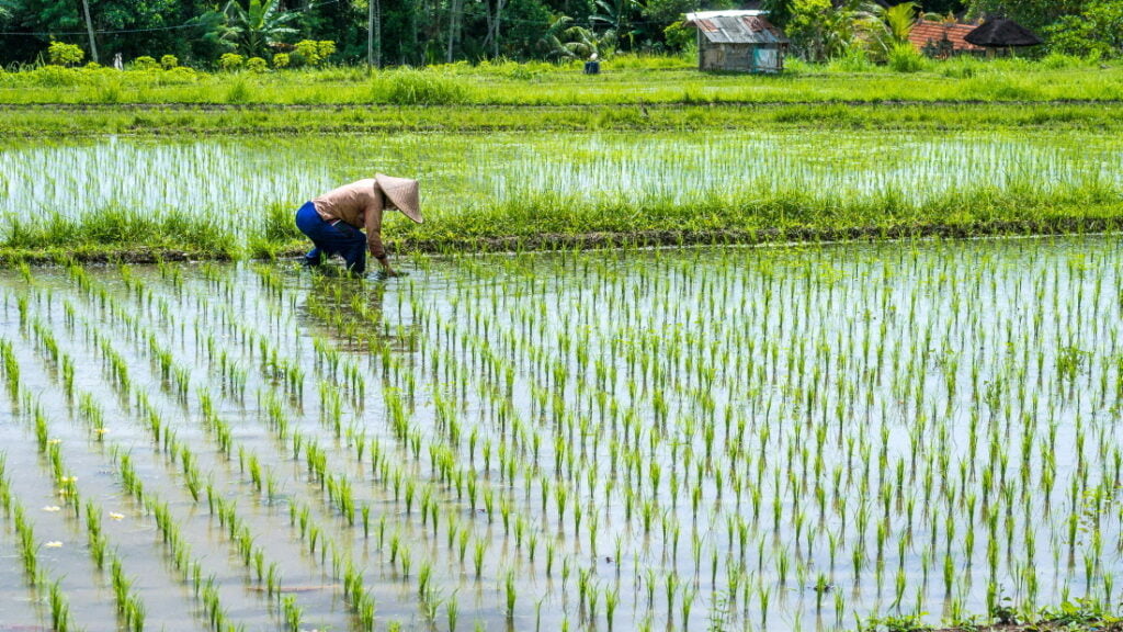 Welcome to the rice field MF