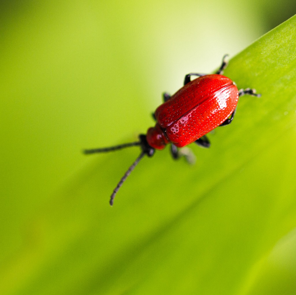 Ladybug