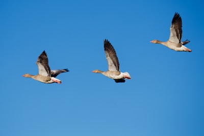 goose image