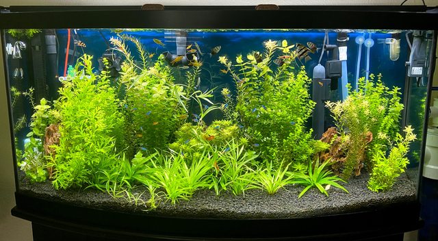 Our Tank