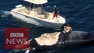 Man "surfs" on dead whale as sharks swarm - BBC News