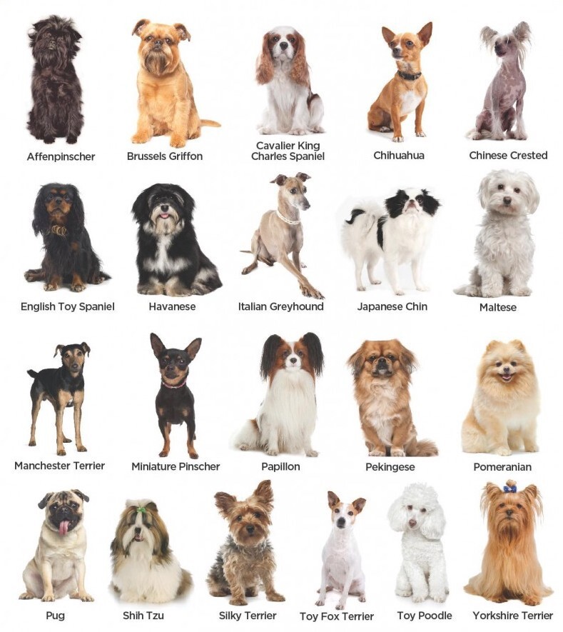 Dog Data-set